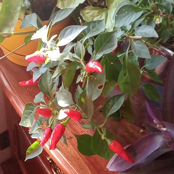 Winter is over  and I need to purge some plants,  10 plant starts, my c… - Picture 7 of 15